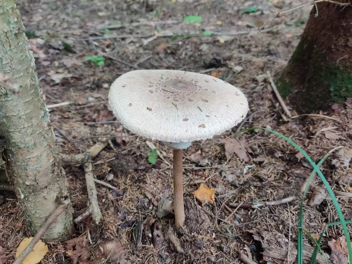 Зонтик пестрый. Фото Светы Давыдовой