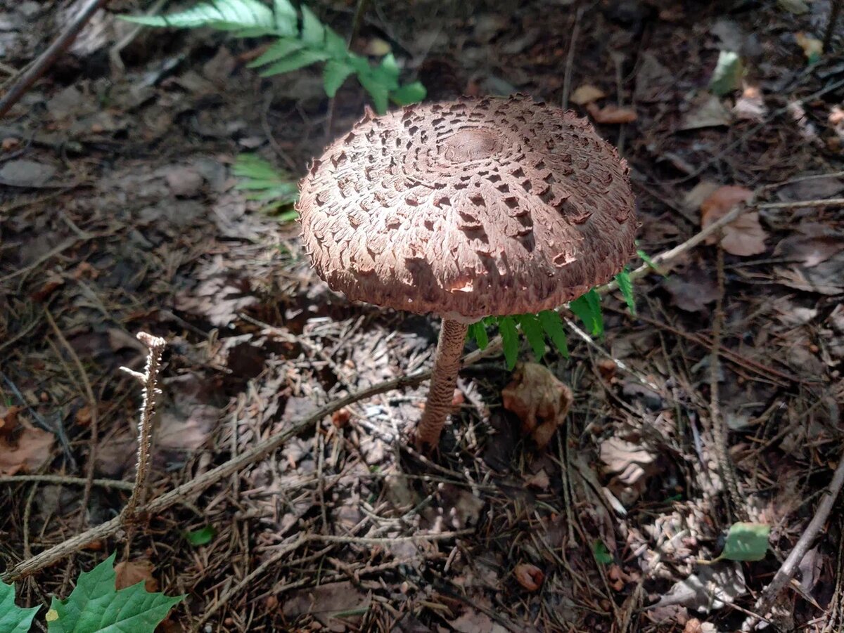 Зонтик пестрый. Фото Светы Давыдовой