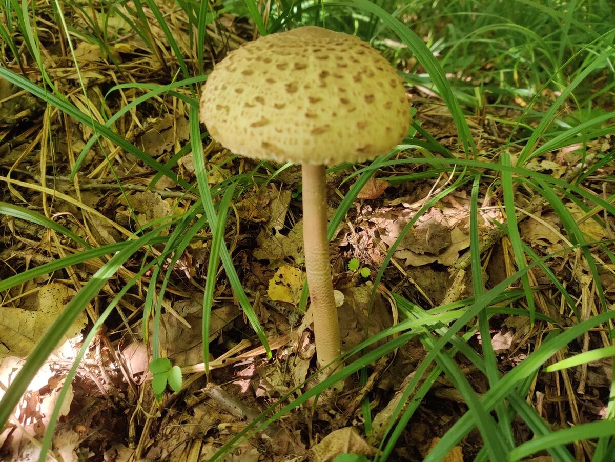 Зонтик пестрый. Фото Светы Давыдовой