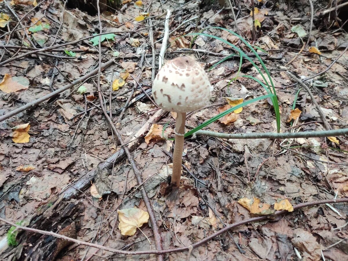 Зонтик пестрый. Фото Светы Давыдовой