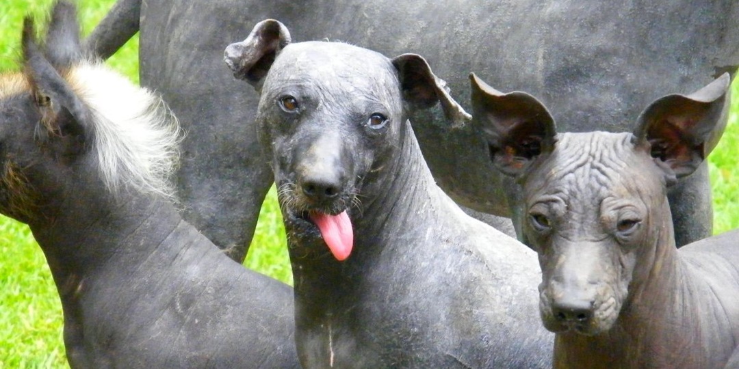 Ксолоитцкуинтли: Живые лысые статуи. Эта порода собак будто вырезана из обсидиана