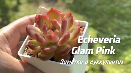 Эхеверия Glam Pink