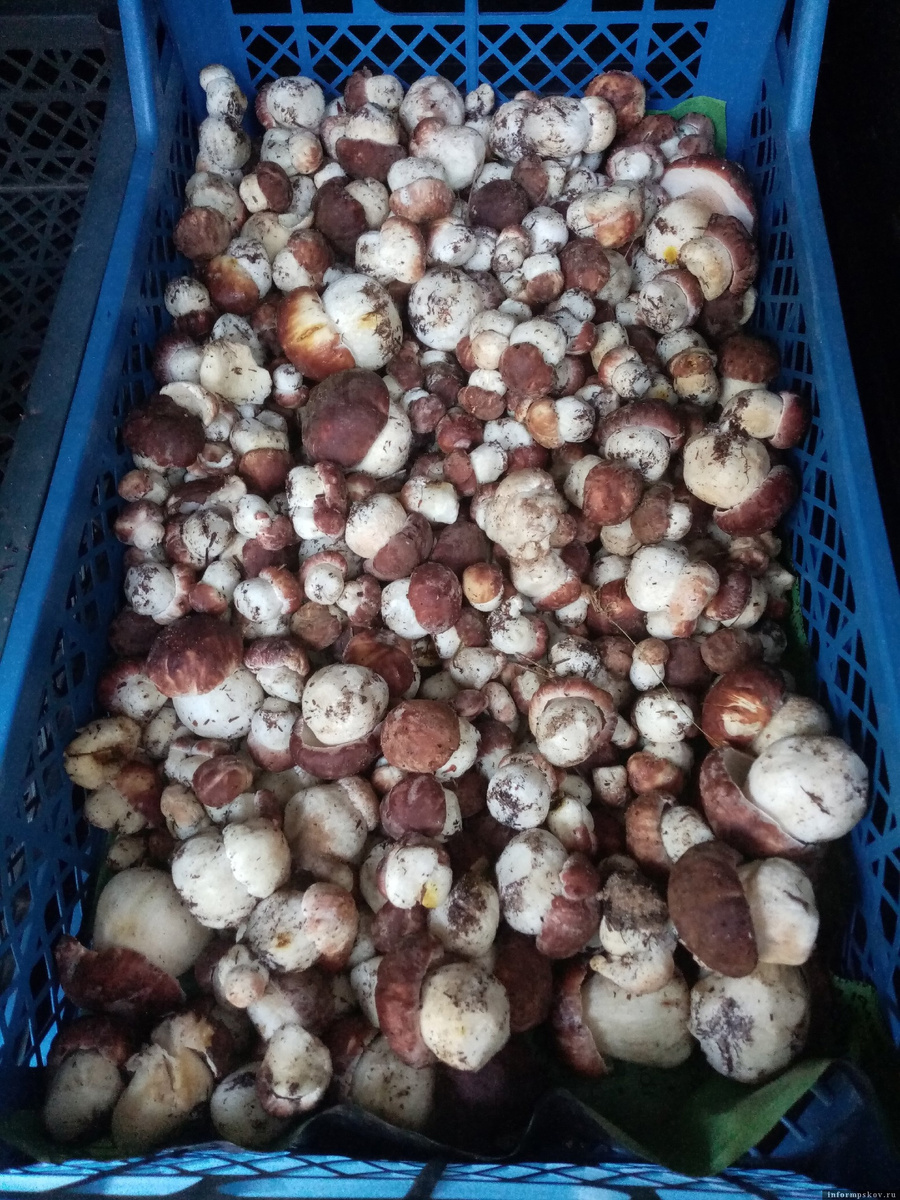 Фото здесь и далее: Татьяна Мочалова