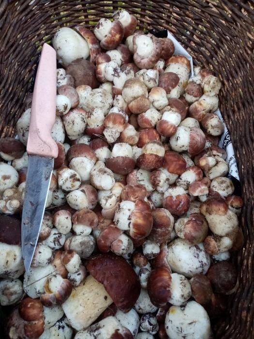 Грибной урожай Гдовского района
Фото: Татьяна Мочалова