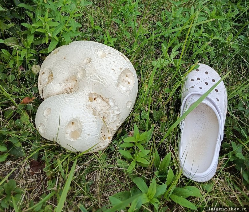 Гриб-дождевик «42-го размера» нашли в Себежском районе. Фото здесь и далее: районная газета «Призыв»