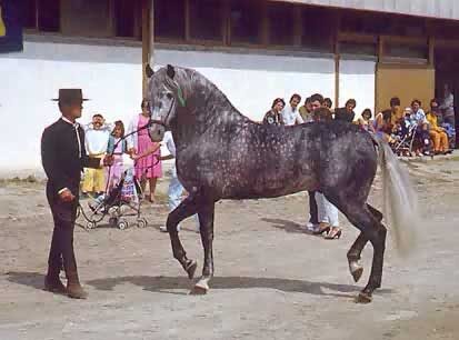 Домашняя лошадь. 