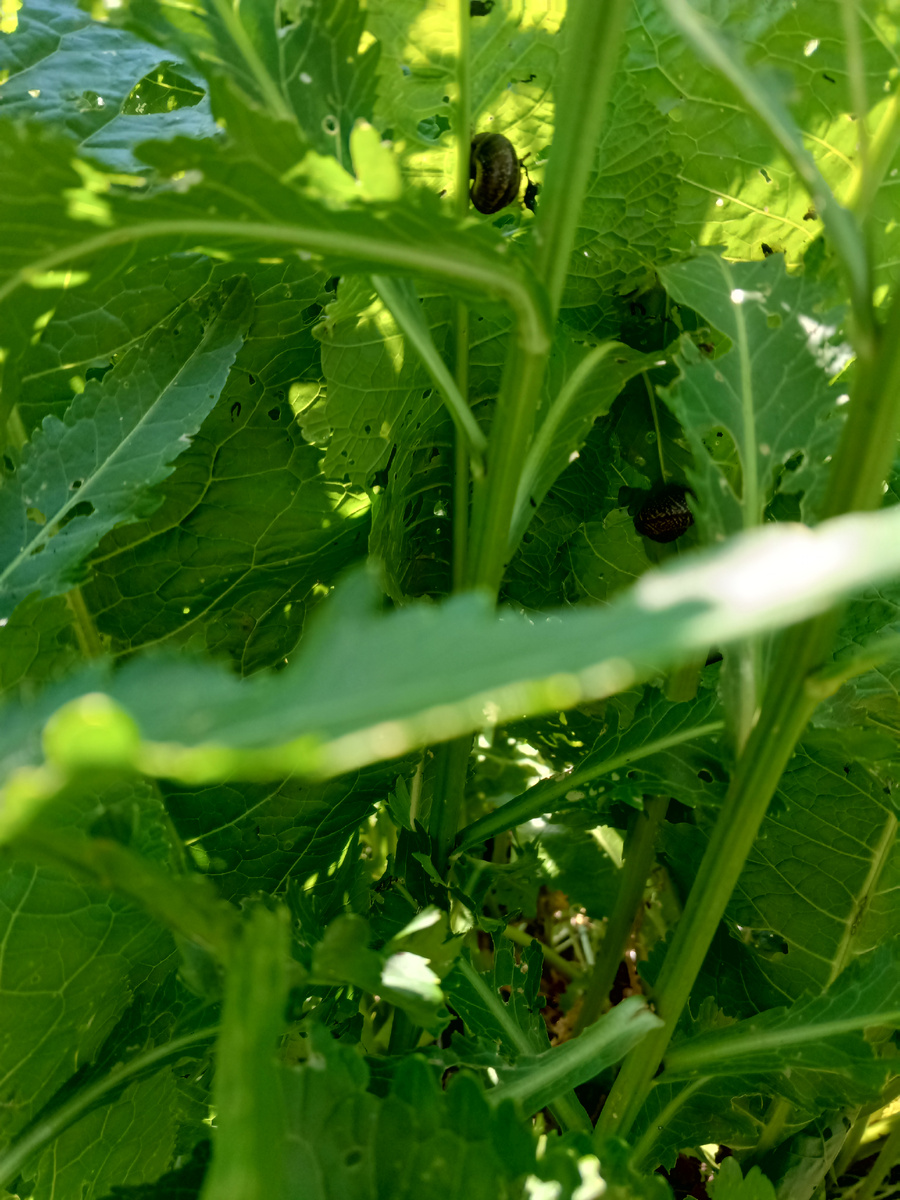 фото автора: улитки облюбовали хрен на даче