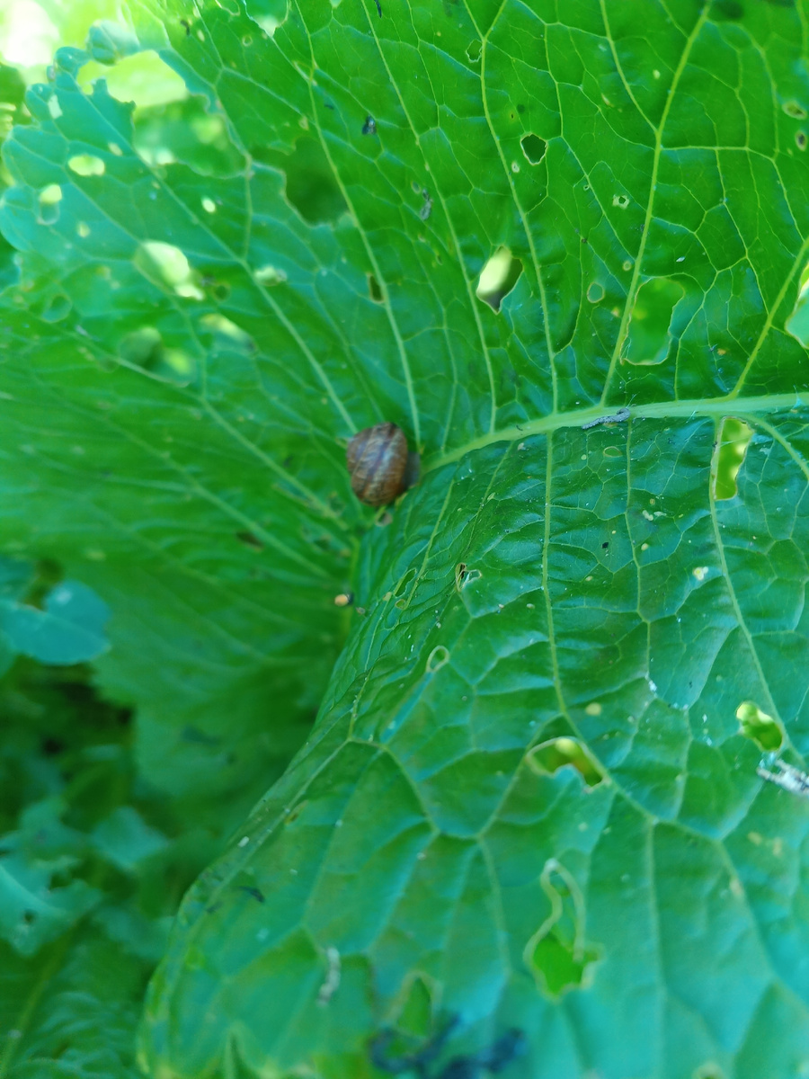 фото автора:едят жруны все, что встречается на их пути