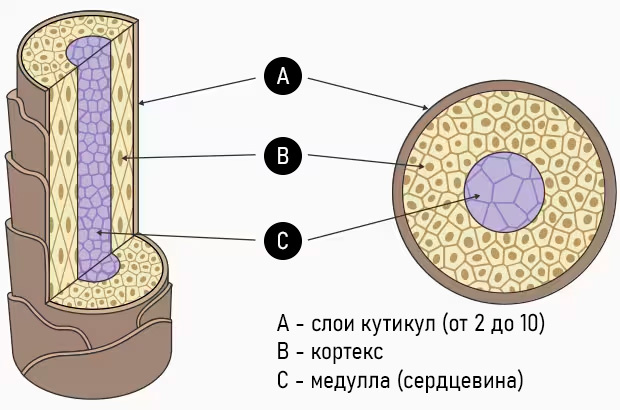 Строение волоса