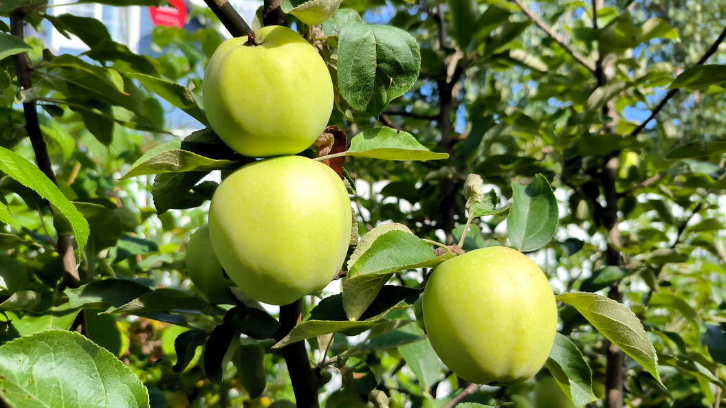    Maksim Konstantinov/Global Look Press