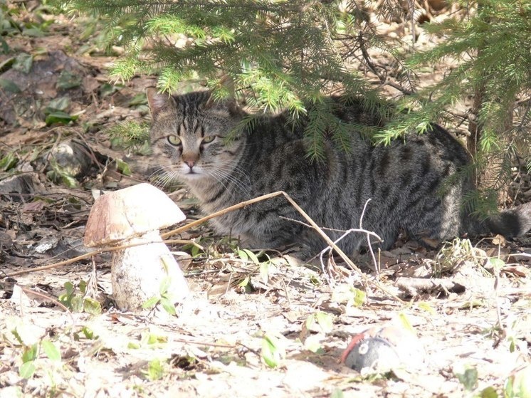     Добро с риском для жизни: ветеринары объяснили, чем опасна жалость к бездомным животным. Фото: МК в Хакасии