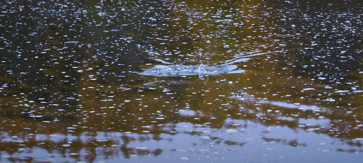 Поклевка Ленка. 