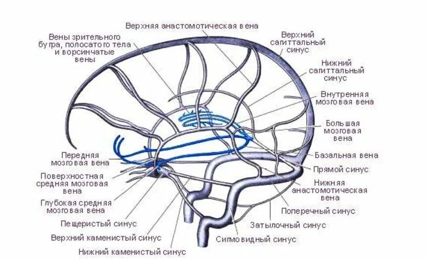 Ещё синусы. Схема из учебника по анатомии 