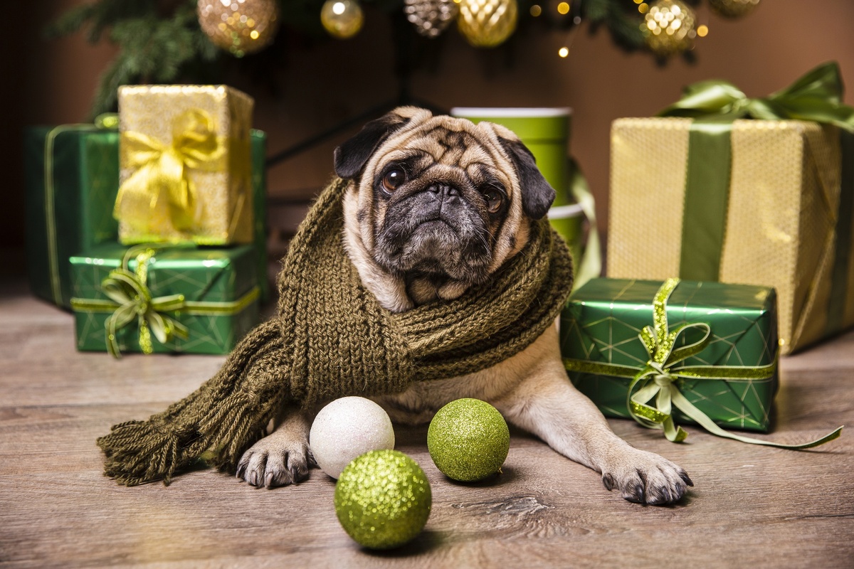 Изображение с сервиса Freepik.com. https://ru.freepik.com/free-photo/cute-dog-laid-front-gifts-christmas_5984654.htm#fromView=search&page=1&position=28&uuid=4bad9e5f-87bc-4a82-82a4-2df359b266ed