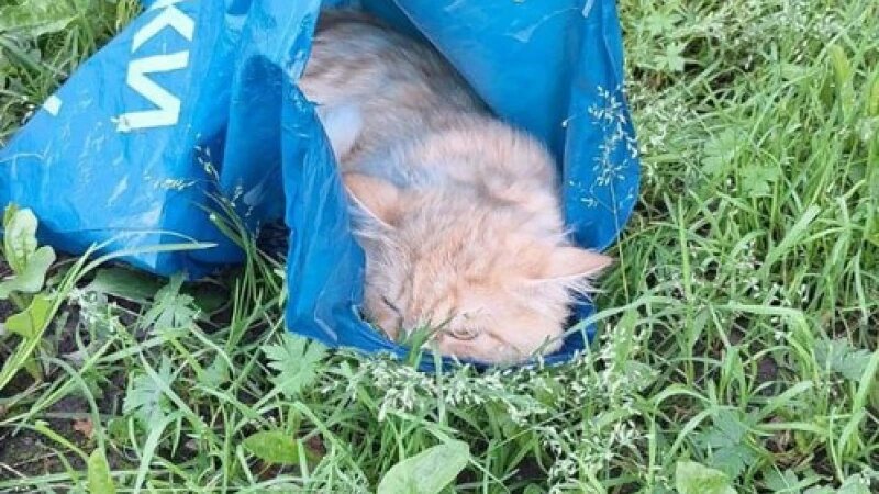     Кот в мешке Приют «Бусинка»