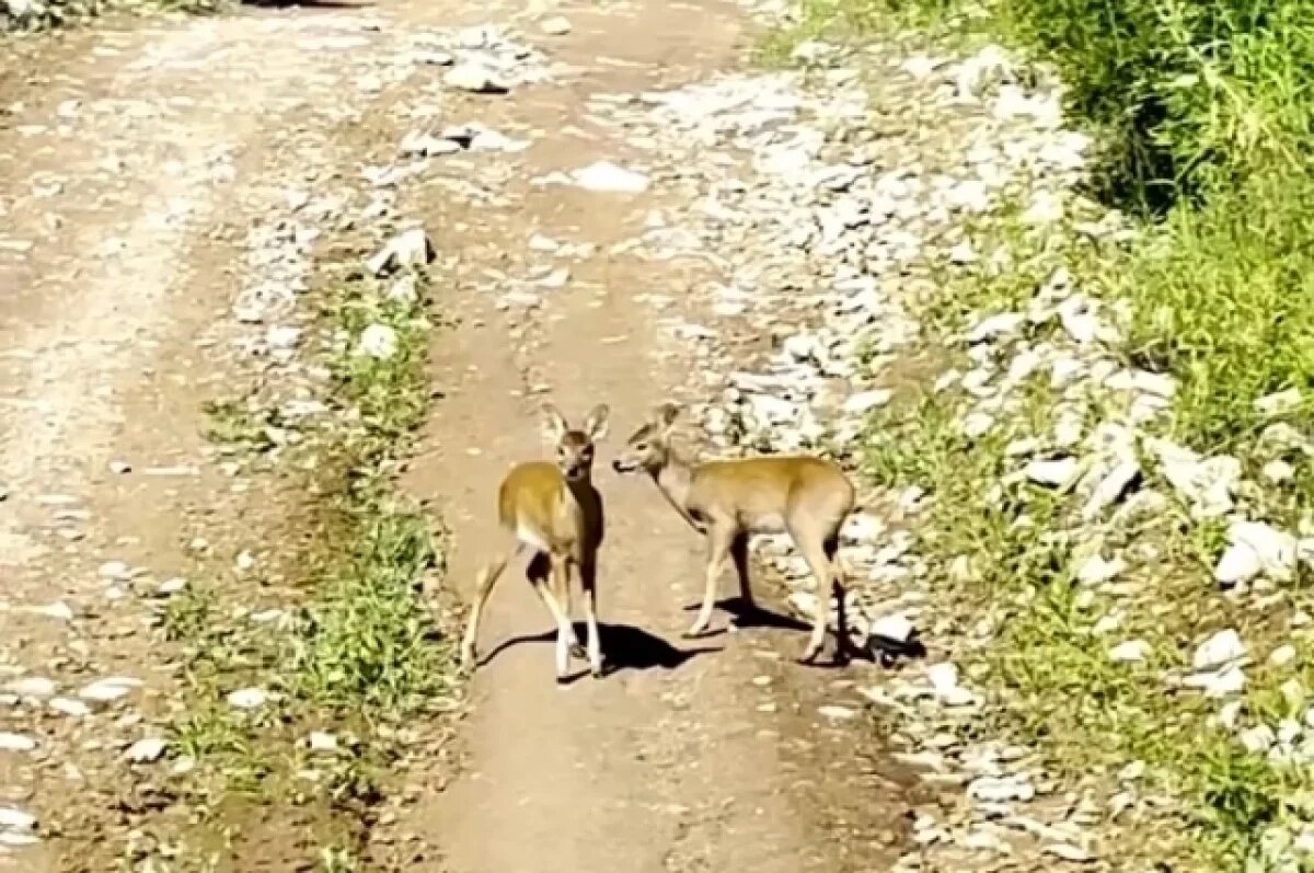    Уникальные кадры с водяными оленятами засняли туристы в Приморье