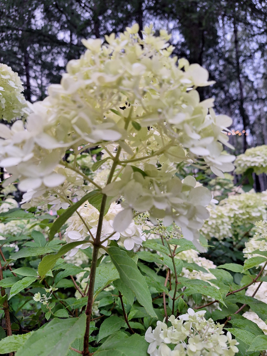 Парк Маяковского