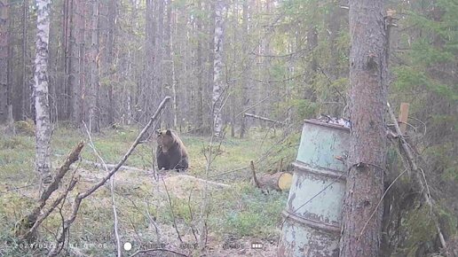 Медведь на приваде