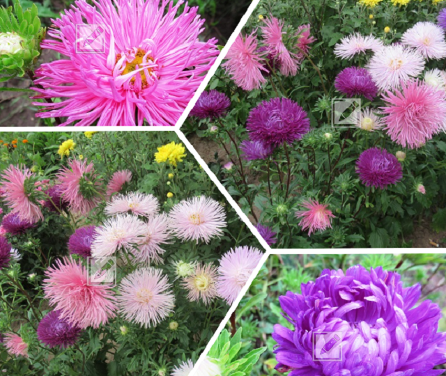 Астры всегда будут радовать пышным цветением и никакого фузариоза, если учитывать эти моменты