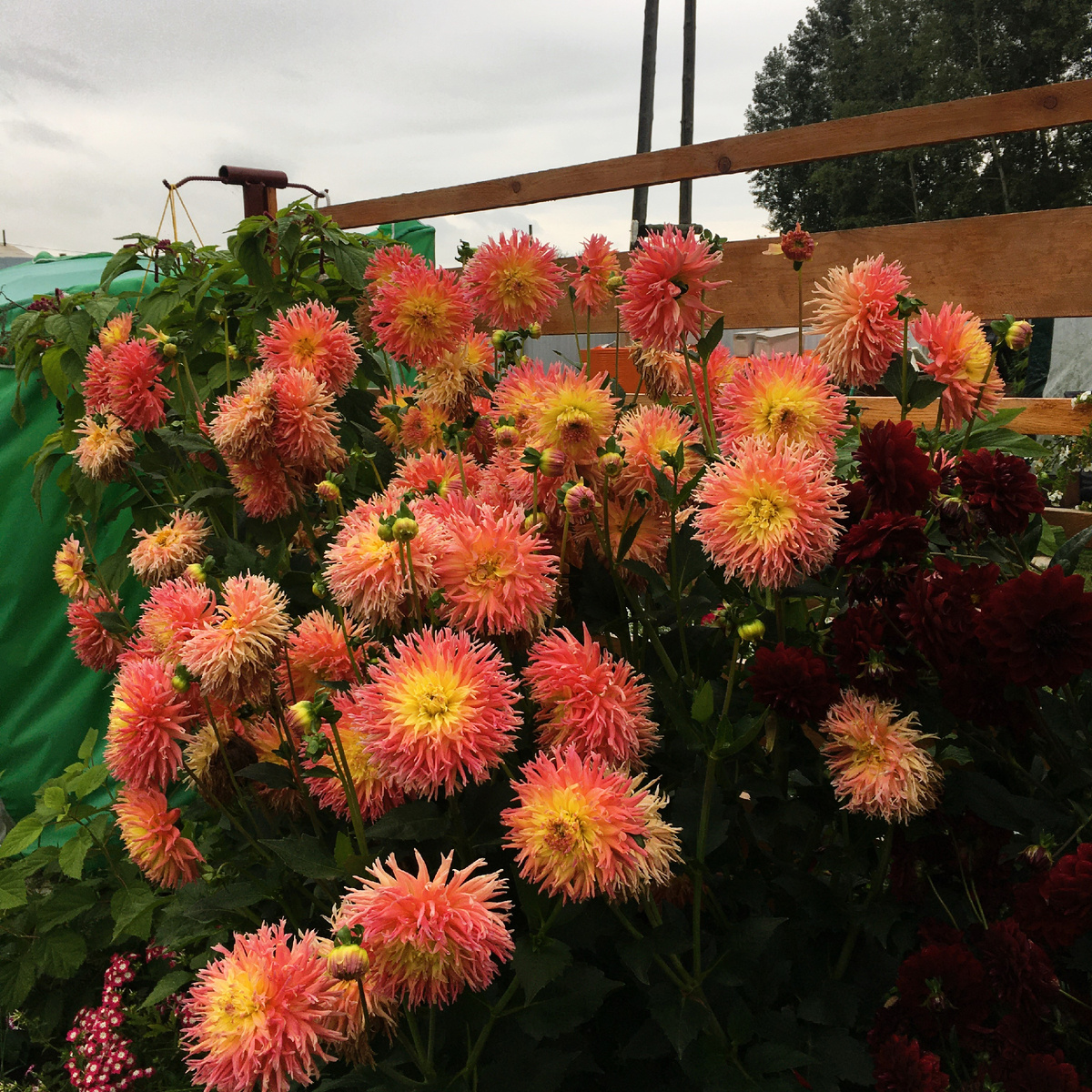 Георгина Фриджет Стар