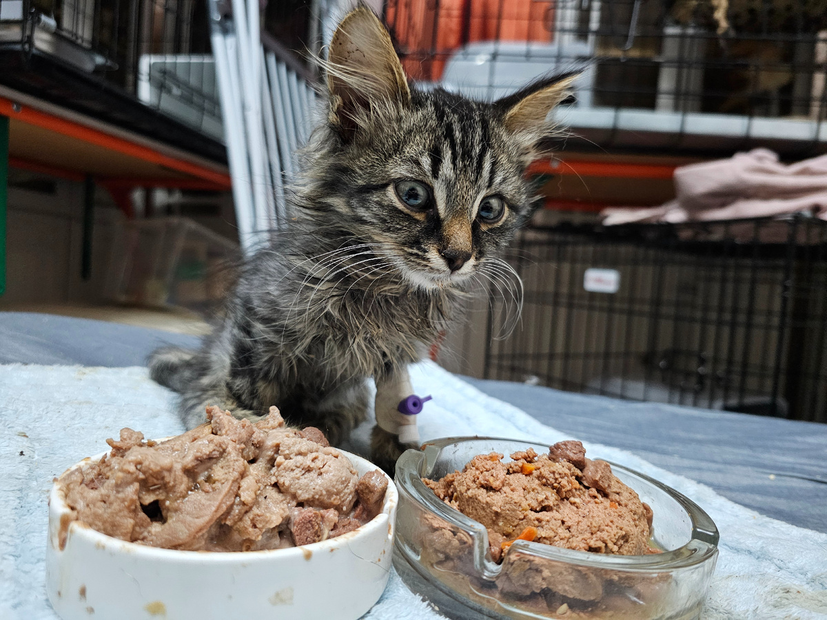 Малыш перестал кушать((( Делаю капельницы дома