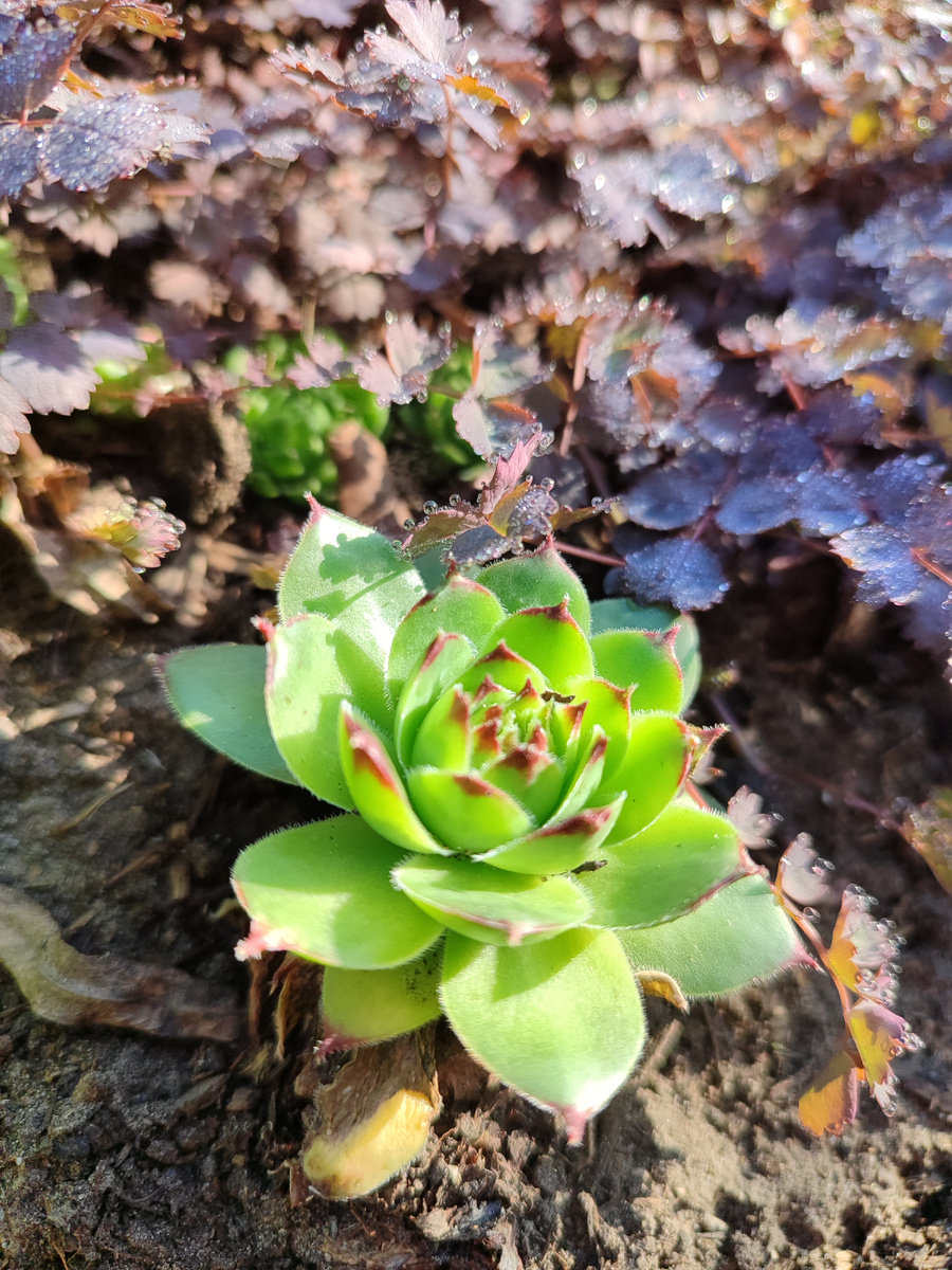 Роза на фоне ацены