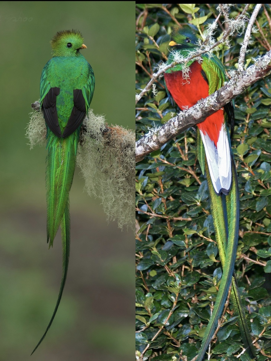 Самец: вид сверху и снизу.