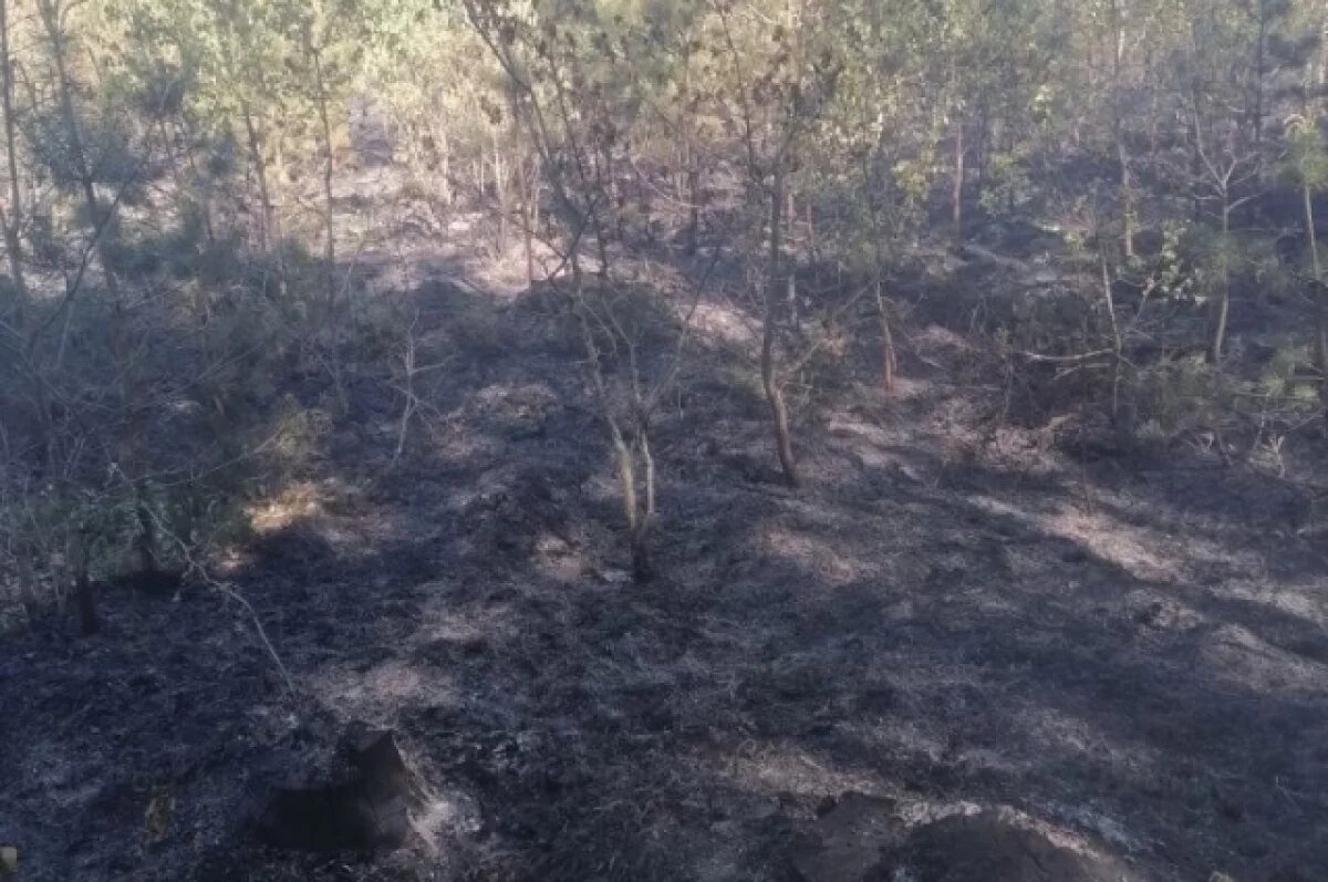    Сотрудники МЧС ликвидировали лесной пожар в Красногорском районе Брянщины