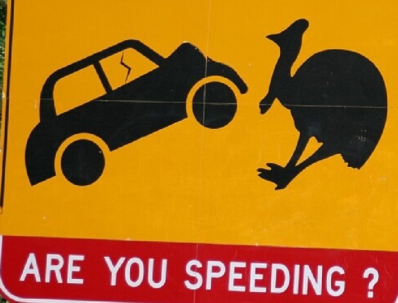 Дорожный знак с казуаром, "Вы превышаете скорость?"
