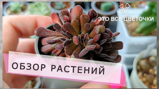 Обзор растений