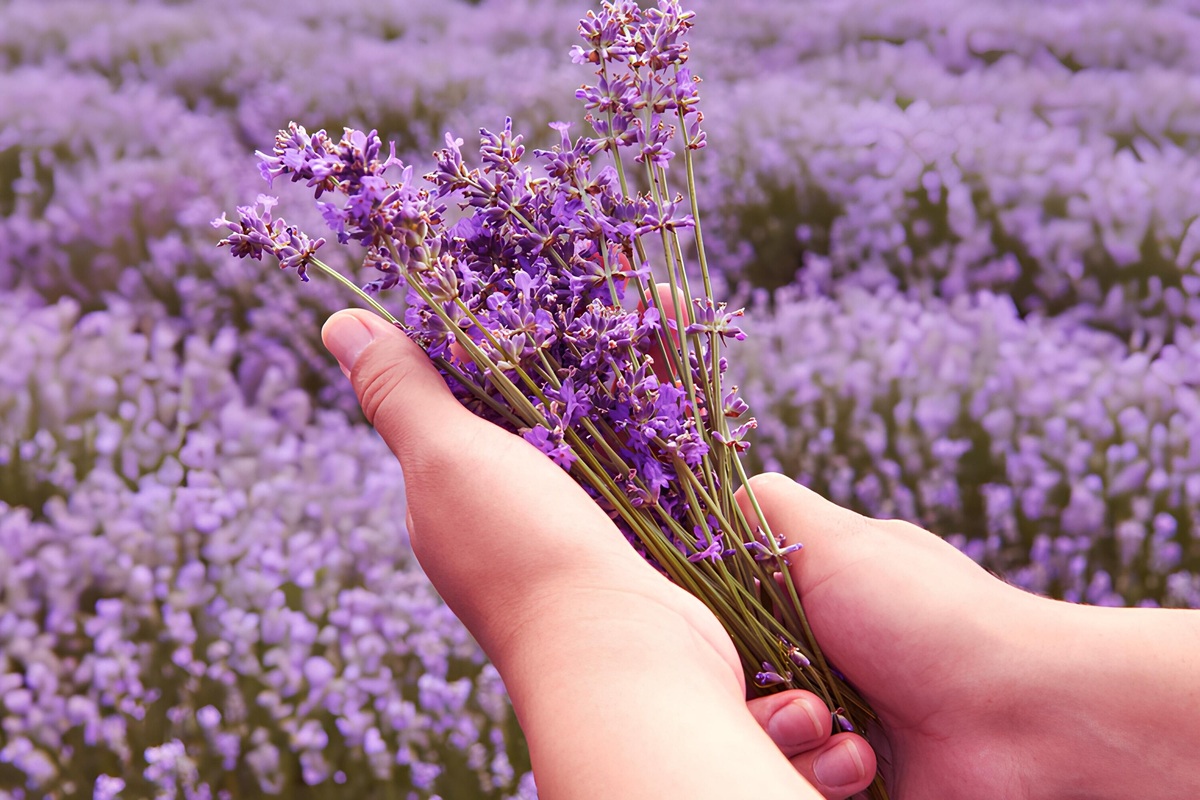     Размножение лаванды в саду: 3 самых простых и эффективных способа