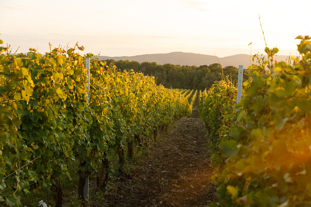 Chateau le Grand Vostock📷Площадкой для будущего шато выбрали совхоз «Аврора» на хуторе Садовый Краснодарского края