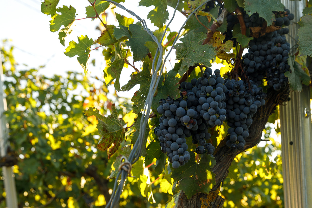 Chateau le Grand Vostock📷Французы, стоявшие у истоков Château le Grand Vostock, сделали ставку на традиционные бордоские сорта