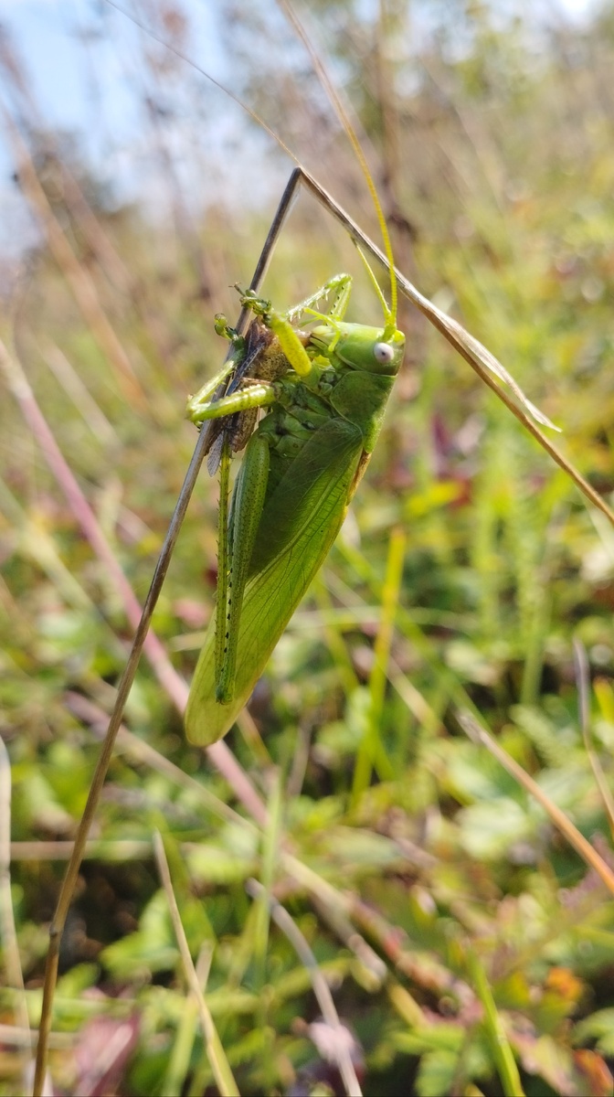 Самец Tettigonia caudata поедает кобылку, фото из личной коллекции