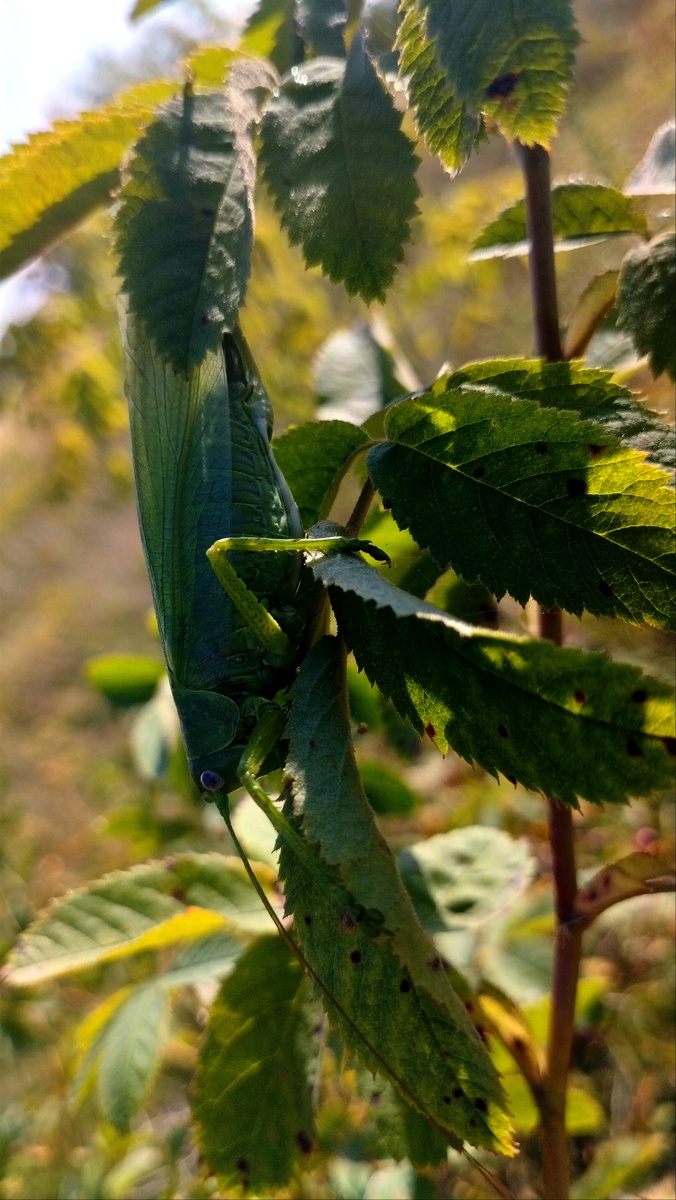 Самка Tettigonia caudatа, фото из личной коллекции