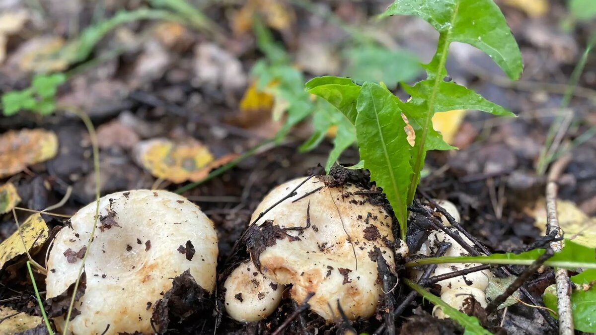     Источник: Грибники Тюмени и Тюменской области