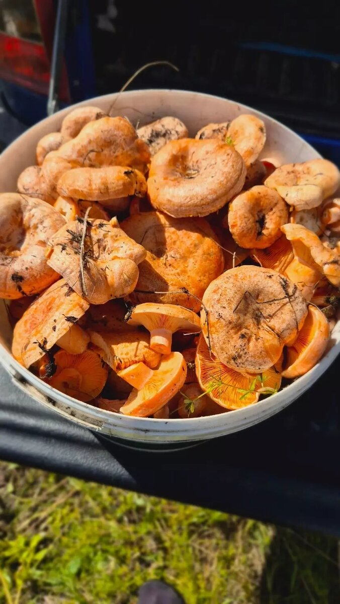     Источник: Грибники Тюмени и Тюменской области