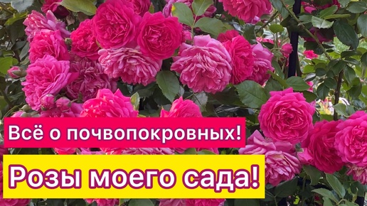 Всё о почвопокровных розах моего сада! Советы по уходу (Урал 2-3 климатическая зона)