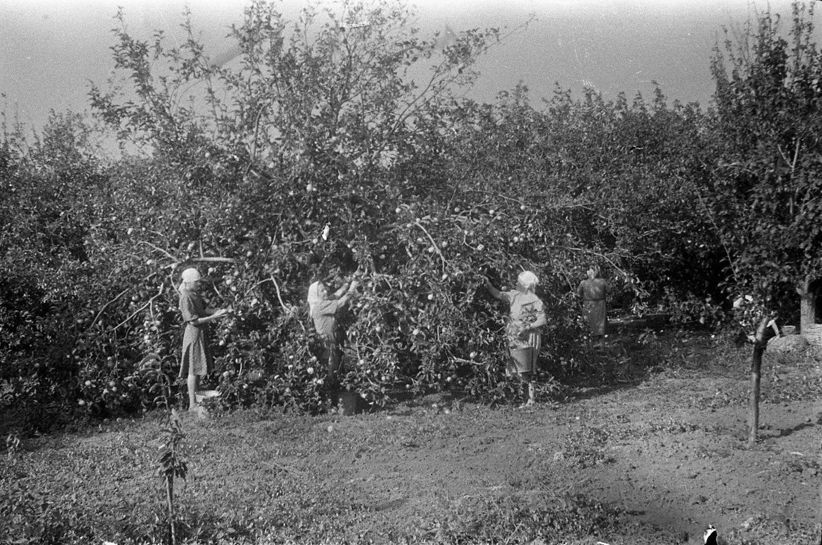 Негатив: Сбор яблок. 1951 год