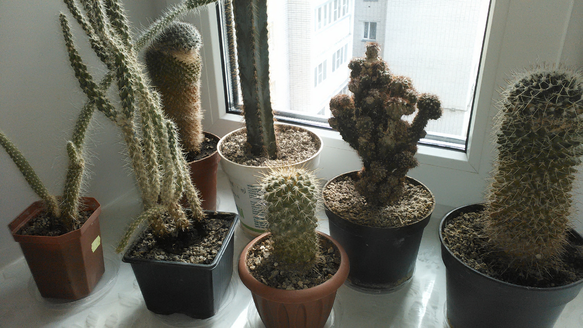 Коллекция кактусов, подаренных мне.