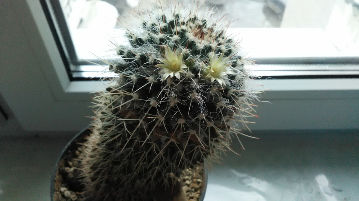 "Вечноцветущий кактус"