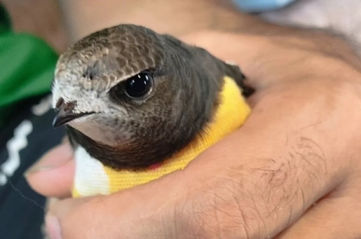    Жительница Новосибирска спасла маленького стрижа, потерявшего одно крыло