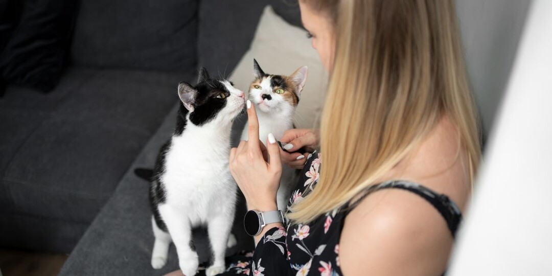 Одна кошка хорошо, а две лучше: почему две кошки — идеально?