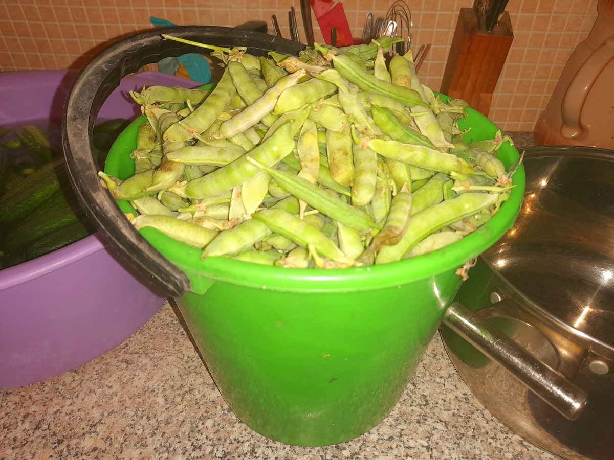 Горошек выращенный своими руками