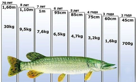 Окунь 20 см какова примерная длина щуки