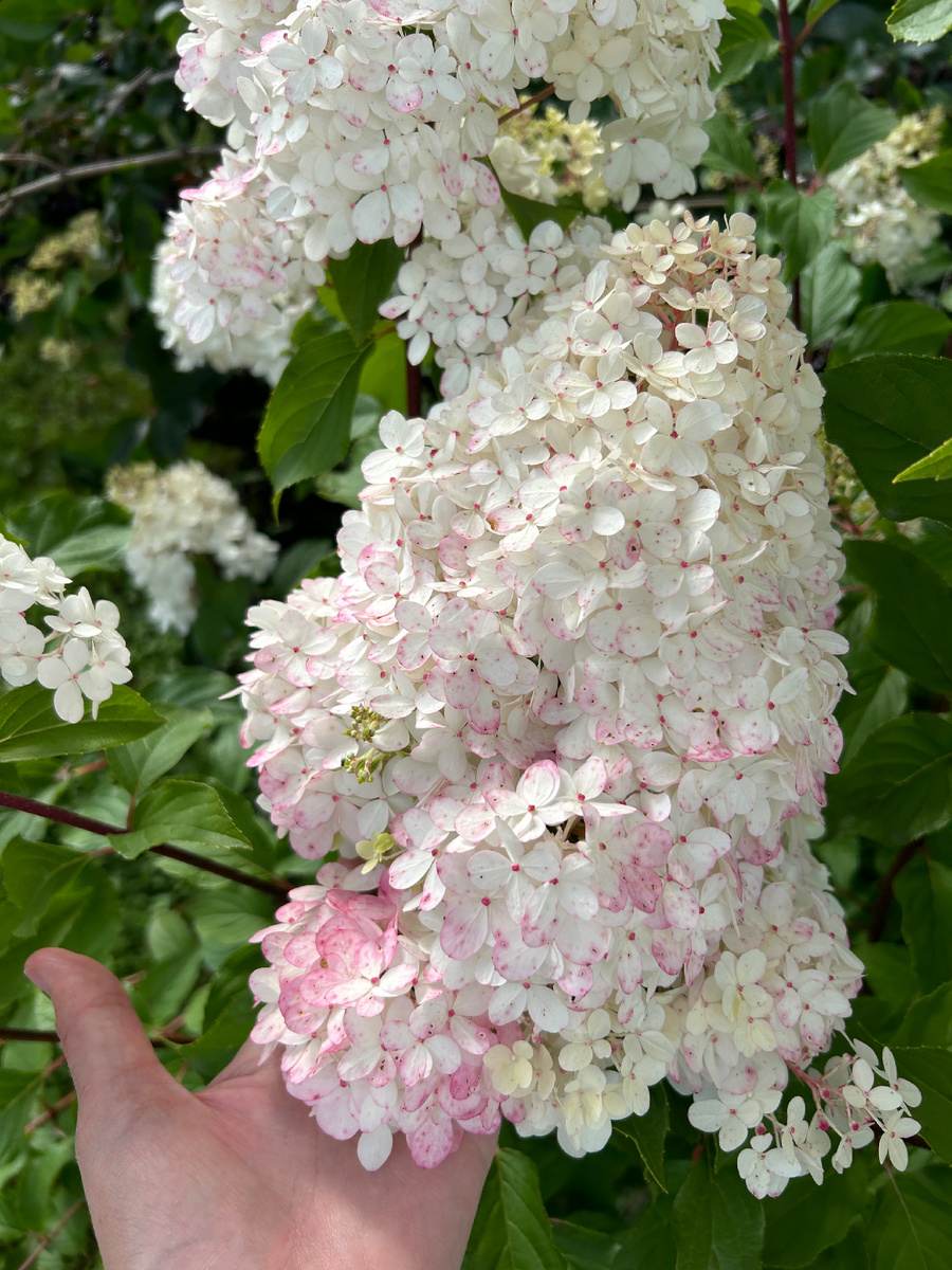 Ванилла Фрейз - первая гортензия на участке