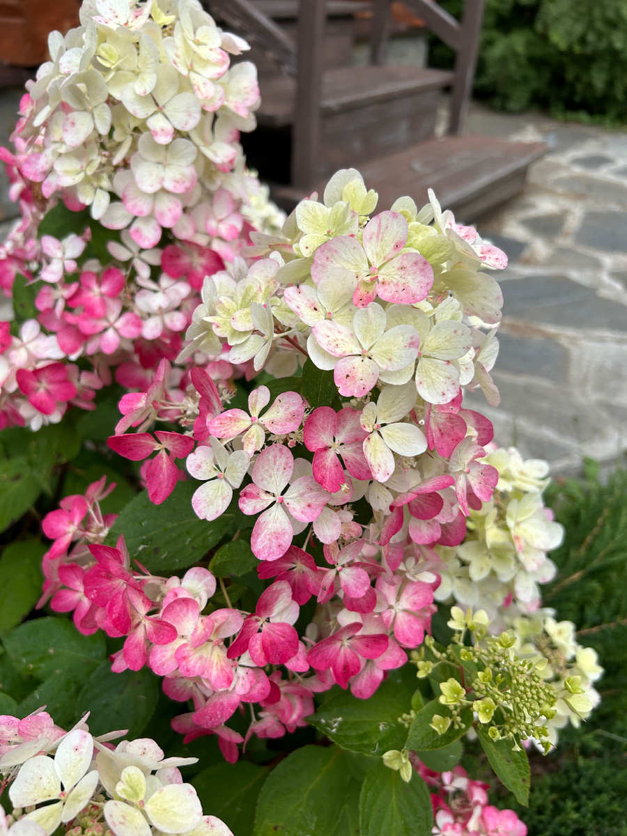 Набирает цвет Даймонд Руж - метельчатая гортензия ярко-красного цвета