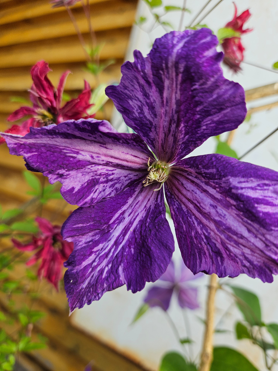 Тай Дай, этого года покупка, этого года цветение. Живёт в ведре строительном.