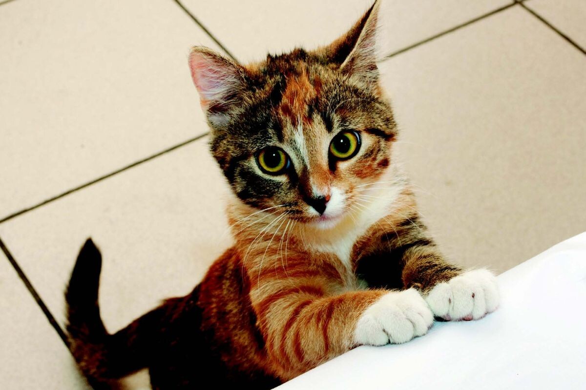 Котик выпрашивает еду 