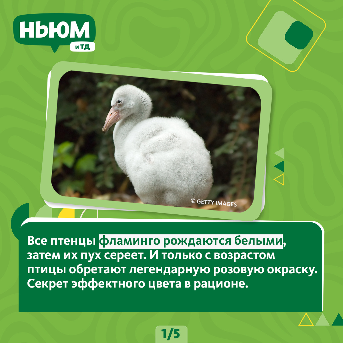 А вы знали, что розовые фламинго могут терять этот цвет?😧 Внимание на наши карточки!